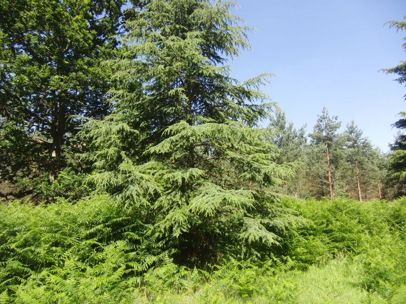Lynford Stag 026 (800x600).jpg
