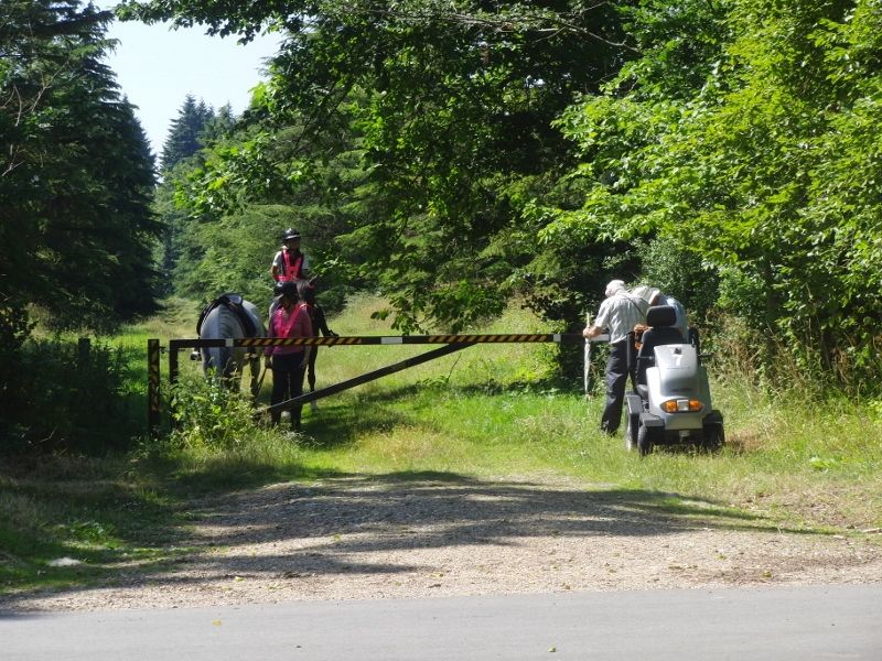 Lynford Stag 031 (800x600).jpg