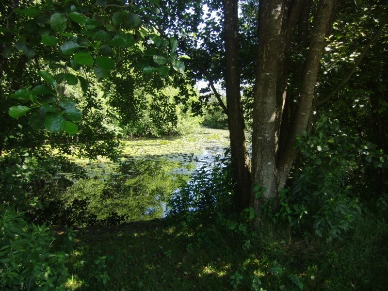 Lynford Stag 039 (800x600).jpg