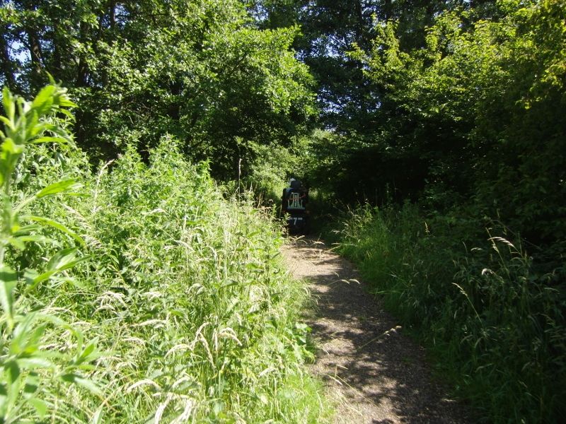 Lynford Stag 044 (800x600).jpg