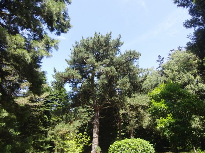 Lynford Stag 079 (800x600).jpg