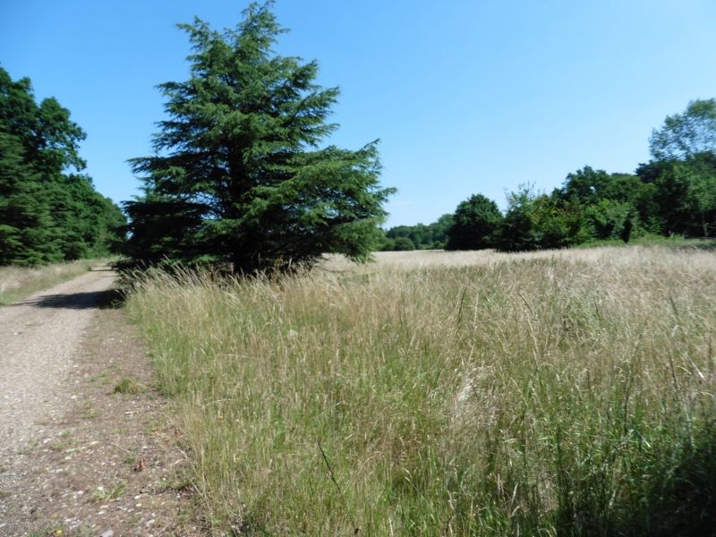 Lynford Stag Liz 001 (800x600).jpg