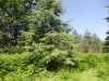 Lynford Stag 026 (800x600).jpg