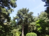 Lynford Stag 079 (800x600).jpg