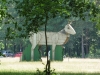 Lynford Stag Liz 025 (800x600).jpg