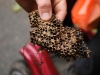 DSC_0776 (640x428)