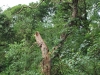 DSC_0777 (428x640)