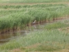 Southwold to Walberswick Marsh 051 (800x600).jpg