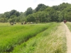 Southwold to Walberswick Marsh 087 (800x600).jpg