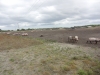 Southwold to Walberswick Marsh 110 (800x600).jpg