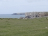 Stack Rocks to St Govan's Head 025 (800x600).jpg