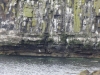 2016-07-12 Craster to Dunstanburgh Castle Golf Club 040 (1024x768)
