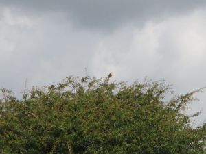 2016 Two Rings Ramble 1