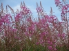 IMG_0056 (1024x768)