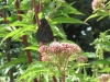 IMG_0061 (1024x768)