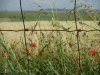 IMG_0063 (1024x768)