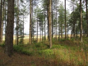 2016 Newborough Forest, Anglesey