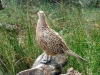 DSCF2076