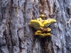 DSCF2084