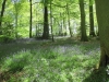 Copy of IMG_0006