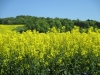 Copy of IMG_0009