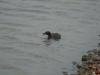 Grebe