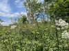 2021-06-29-RR-Delamere-10-Medium