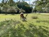 Tatton-Park-Ramble-10-Medium