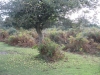 Copy of IMG_0117