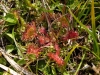 challacombe-07-sundew
