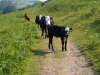 challacombe-07-the-cattle-are-friendly