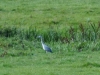 Egrets Way 1