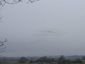 2019 Down Link Sec 2  from Partridge Green Regional Ramble