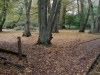 Hatfield Forest