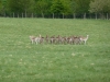 holkham-hall-032-800x600