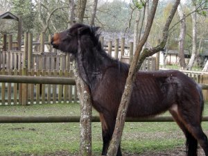 2019 March Regional Ramble Linwood Loop