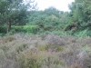 Minsmere RSPB to Dunwich Heath 086 (800x600).jpg