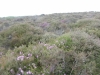 Minsmere RSPB to Dunwich Heath 098 (800x600).jpg
