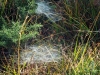 DSCF2434