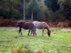 DSCF2438
