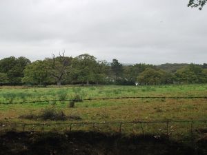 2014 Scorton Autumn Colours RR