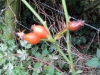 IMG_5536-Edited