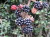 IMG_5540-Edited